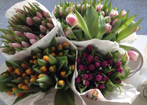 Tulpen_2015