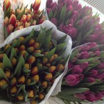 Tulpen_2015_2